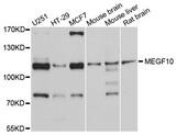 MEGF10 Antibody - Western blot analysis of extracts of various cell lines, using MEGF10 antibody at 1:1000 dilution. The secondary antibody used was an HRP Goat Anti-Rabbit IgG (H+L) at 1:10000 dilution. Lysates were loaded 25ug per lane and 3% nonfat dry milk in TBST was used for blocking. An ECL Kit was used for detection and the exposure time was 10s.
