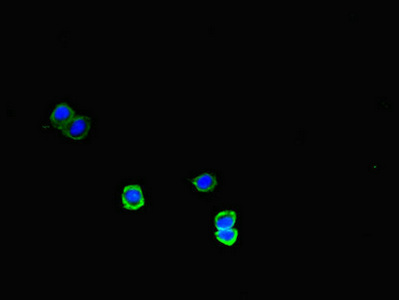 MEGF10 Antibody - Immunofluorescent analysis of HepG2 cells diluted at 1:100 and Alexa Fluor 488-congugated AffiniPure Goat Anti-Rabbit IgG(H+L)