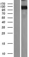 MEGF10 Protein - Western validation with an anti-DDK antibody * L: Control HEK293 lysate R: Over-expression lysate
