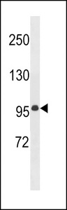 MEGF11 Antibody - MEG11 Antibody western blot of mouse bladder tissue lysates (35 ug/lane). The MEG11 antibody detected the MEG11 protein (arrow).