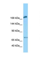 MEGF6 Antibody - MEGF6 antibody Western blot of Rat Lung lysate. Antibody concentration 1 ug/ml.  This image was taken for the unconjugated form of this product. Other forms have not been tested.