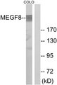MEGF8 Antibody - Western blot analysis of lysates from COLO cells, using MEGF8 Antibody. The lane on the right is blocked with the synthesized peptide.
