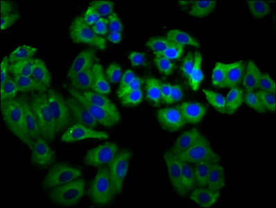 MEGF8 Antibody - Immunofluorescence staining of HepG2 cells diluted at 1:66, counter-stained with DAPI. The cells were fixed in 4% formaldehyde, permeabilized using 0.2% Triton X-100 and blocked in 10% normal Goat Serum. The cells were then incubated with the antibody overnight at 4°C.The Secondary antibody was Alexa Fluor 488-congugated AffiniPure Goat Anti-Rabbit IgG (H+L).
