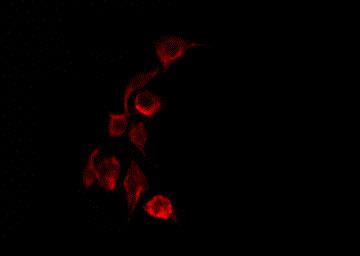 MEGF8 Antibody - Staining COLO205 cells by IF/ICC. The samples were fixed with PFA and permeabilized in 0.1% Triton X-100, then blocked in 10% serum for 45 min at 25°C. The primary antibody was diluted at 1:200 and incubated with the sample for 1 hour at 37°C. An Alexa Fluor 594 conjugated goat anti-rabbit IgG (H+L) Ab, diluted at 1/600, was used as the secondary antibody.