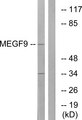 MEGF9 / EGFL5 Antibody - Western blot analysis of lysates from COLO cells, using MEGF9 Antibody. The lane on the right is blocked with the synthesized peptide.