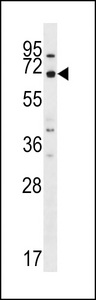 MEGF9 / EGFL5 Antibody - MEGF9 Antibody western blot of A549 cell line lysates (35 ug/lane). The MEGF9 antibody detected the MEGF9 protein (arrow).