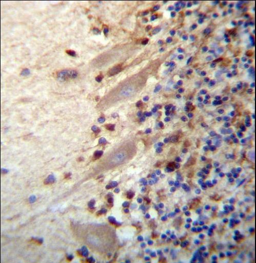 MEGF9 / EGFL5 Antibody - MEGF9 Antibody immunohistochemistry of formalin-fixed and paraffin-embedded human cerebellum tissue followed by peroxidase-conjugated secondary antibody and DAB staining.
