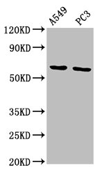 MEGF9 / EGFL5 Antibody - Positive Western Blot detected in A549 whole cell lysate, PC3 whole cell lysate. All lanes: MEGF9 antibody at 11.5 µg/ml Secondary Goat polyclonal to rabbit IgG at 1/50000 dilution. Predicted band size: 63 KDa. Observed band size: 63 KDa