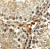 MEIG1 Antibody - Immunohistochemistry of MEIG1 in rat testis tissue with MEIG1 antibody at 5 ug/ml.