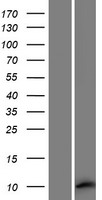 MEIG1 Protein - Western validation with an anti-DDK antibody * L: Control HEK293 lysate R: Over-expression lysate