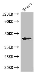Meiosis-specific protein MEI4-like Antibody - Positive WB detected in:Mouse heart tissue;All lanes: MEI4 antibody at 2.7ug/ml;Secondary;Goat polyclonal to rabbit IgG at 1/50000 dilution;Predicted band size: 45 kDa;Observed band size: 45 kDa;