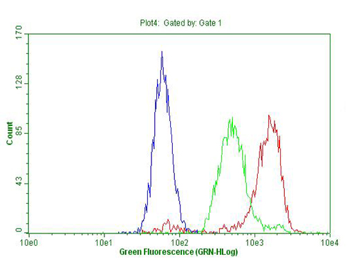 MEIS1 Antibody - Flow cytometric Analysis of permeabilized K562 cells, using anti-MEIS1 antibody  Red), compared to an IgG isotype control. (green), and negative control. (PBS, Blue). (1:100)