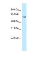 MEIS1 Antibody - MEIS1 antibody Western blot of Mouse Kidney lysate. Antibody concentration 1 ug/ml.  This image was taken for the unconjugated form of this product. Other forms have not been tested.