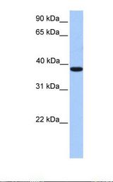 MEIS1 Antibody - Fetal liver lysate. Antibody concentration: 1.0 ug/ml. Gel concentration: 12%.  This image was taken for the unconjugated form of this product. Other forms have not been tested.