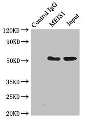 MEIS1 Antibody - Immunoprecipitating MEIS1 in K562 whole cell lysate Lane 1: Rabbit monoclonal IgG (1µg) instead of product in K562 whole cell lysate.For western blotting,a HRP-conjugated Protein G antibody was used as the Secondary antibody (1/50000) Lane 2: product (4µg) + K562 whole cell lysate (500µg) Lane 3: K562 whole cell lysate (20µg)