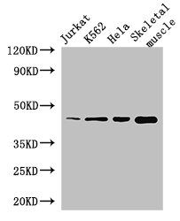 MEIS1 Antibody - Western Blot Positive WB detected in:Jurkat whole cell lysate,K562 whole cell lysate,Hela whole cell lysate,Mouse skeletal muscle tissue All Lanes: MEIS1 antibody at 2.8ug/ml Secondary Goat polyclonal to rabbit IgG at 1/50000 dilution Predicted band size: 44,51 kDa Observed band size: 44 kDa