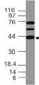 MEIS1 Antibody - Fig-1: Expression analysis of MEIS1. Anti-MEIS1 antibody was used at 1 µg/ml on h Heart lysate.