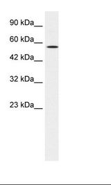 MEIS2 Antibody - HepG2 Cell Lysate.  This image was taken for the unconjugated form of this product. Other forms have not been tested.