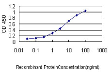 MEIS2 Antibody - Detection limit for recombinant GST tagged MEIS2 is approximately 0.03 ng/ml as a capture antibody.