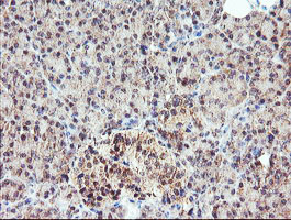 MEIS3 Antibody - IHC of paraffin-embedded Human pancreas tissue using anti-MEIS3 mouse monoclonal antibody. (Heat-induced epitope retrieval by 10mM citric buffer, pH6.0, 100C for 10min).