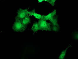 MEIS3 Antibody - Anti-MEIS3 mouse monoclonal antibody immunofluorescent staining of COS7 cells transiently transfected by pCMV6-ENTRY MEIS3.