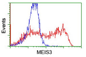 MEIS3 Antibody - HEK293T cells transfected with either overexpress plasmid (Red) or empty vector control plasmid (Blue) were immunostained by anti-MEIS3 antibody, and then analyzed by flow cytometry.