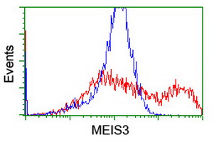 MEIS3 Antibody - HEK293T cells transfected with either overexpress plasmid (Red) or empty vector control plasmid (Blue) were immunostained by anti-MEIS3 antibody, and then analyzed by flow cytometry.