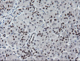 MEIS3 Antibody - IHC of paraffin-embedded Human pancreas tissue using anti-MEIS3 mouse monoclonal antibody.