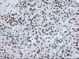 MEIS3 Antibody - IHC of paraffin-embedded Human pancreas tissue using anti-MEIS3 mouse monoclonal antibody.