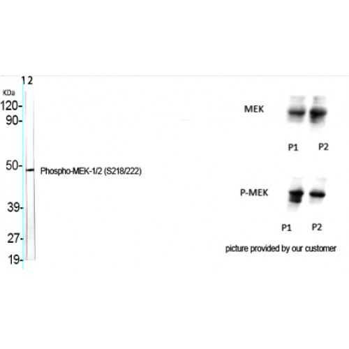 MEK1 + MEK2 Antibody - Western blot of Phospho-MEK-1/2 (S218/222) antibody