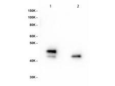 MEK1 + MEK2 Antibody - Western Blot of Anti-MEK1 pS222 Antibody. Lane 1: MEK-1 recombinant protein. Lane 2: MEK-2 recombinant protein. Load: 50ng per lane. Primary Antibody: Anti-MEK1 pS222 supernatant clone neat over night at 4°C. Secondary Antibody: Anti-mouse HRP at 1:40,000 dilution.