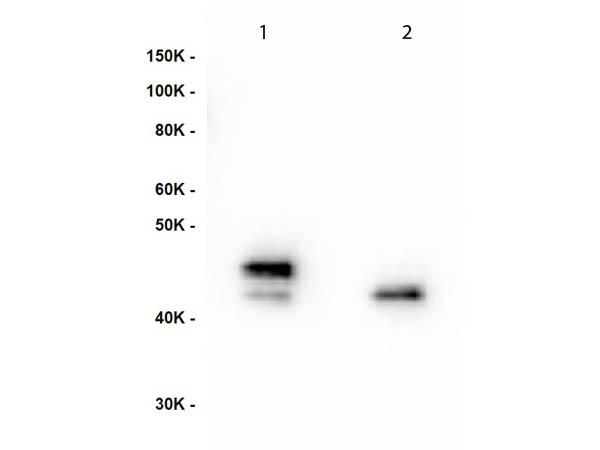 MEK1 + MEK2 Antibody - Western Blot of Anti-MEK1 pS222 Antibody. Lane 1: MEK-1 recombinant protein. Lane 2: MEK-2 recombinant protein. Load: 50ng per lane. Primary Antibody: Anti-MEK1 pS222 supernatant clone neat over night at 4°C. Secondary Antibody: Anti-mouse HRP at 1:40,000 dilution.