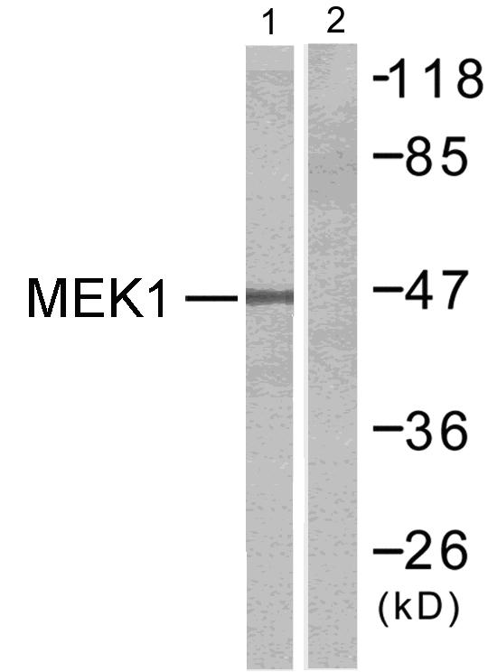 MEK1 + MEK2 Antibody - Western blot analysis of extracts from Hela cells untreated or treated with PMA, using MEK1 (Ab-217) antibody ( Line1 and 2).