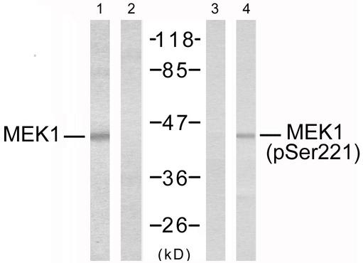 MEK1 + MEK2 Antibody - Western blot analysis of extracts from Jurkat cells using MEK1 (Ab-221) antibody (Line 1 and 2) and MEK1 (phospho-Ser221) antibody (Line 3 and 4).