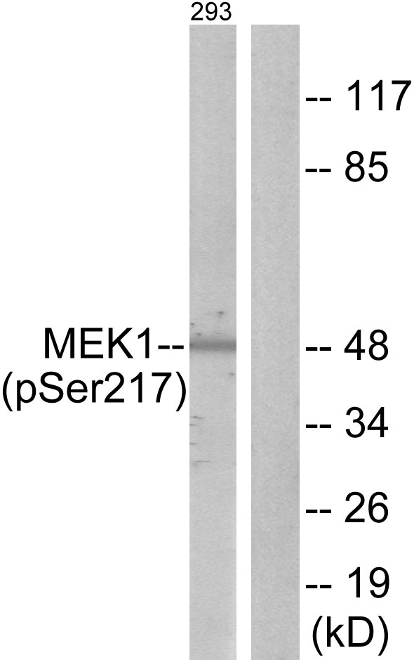 MEK1 + MEK2 Antibody - Western blot analysis of lysates from 293 cells treated with PMA 125ng/ml 30', using MEK1/2 (Phospho-Ser217) Antibody. The lane on the right is blocked with the phospho peptide.