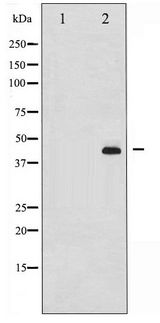 MEK1 + MEK2 Antibody - Western blot of MEK1/2 phosphorylation expression in PMA treated 293 whole cell lysates,The lane on the left is treated with the antigen-specific peptide.