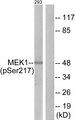 MEK1 + MEK2 Antibody - Western blot analysis of extracts from 293 cells, treated with PMA (125ng/ml, 30mins), using MEK1/2(Phospho-Ser218/222) antibody.