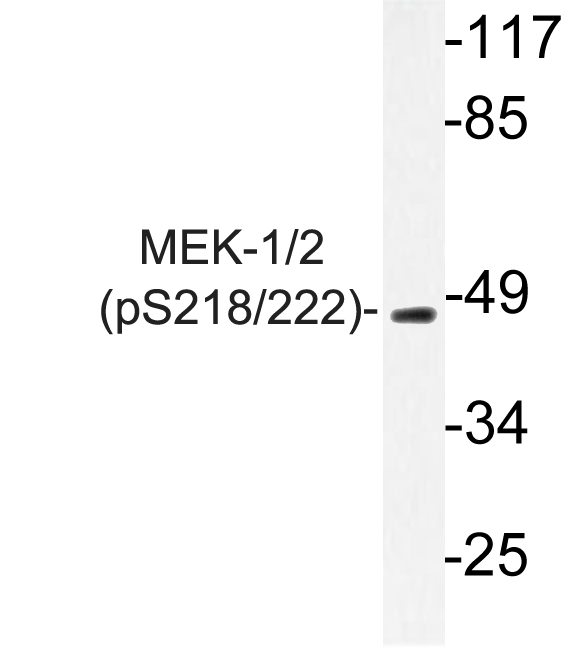 MEK1 + MEK2 Antibody - Western blot of p-MEK-1/2 (S218/222) pAb in extracts from 293 PMA cells.