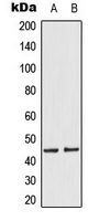 MEK1 + MEK2 Antibody - Western blot analysis of MKK1/2 (pS218/222) expression in HeLa EGF-treated (A); A431 EGF-treated (B) whole cell lysates.