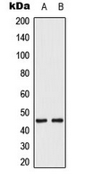 MEK1 + MEK2 Antibody - Western blot analysis of MKK1/2 (pS222/226) expression in HeLa EGF-treated (A); K562 (B) whole cell lysates.