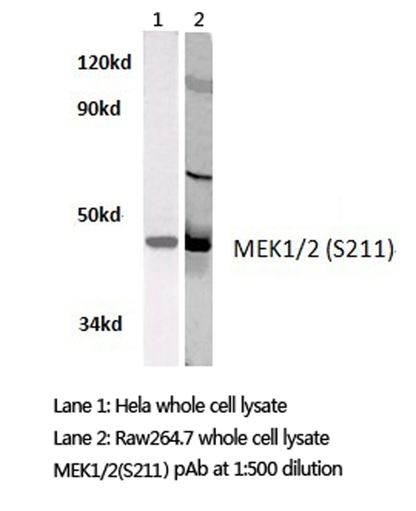 MEK1 + MEK2 Antibody - Western blot of MEK1/2 (S211)pAb in extracts from HeLa and raw264.7 cells.