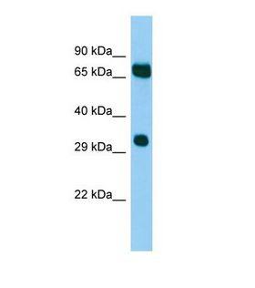 MELK Antibody - Western blot of Mouse Testis. Melk antibody dilution 1.0 ug/ml.  This image was taken for the unconjugated form of this product. Other forms have not been tested.