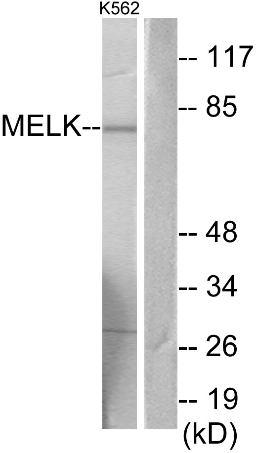 MELK Antibody - Western blot analysis of lysates from K562 cells, using MELK Antibody. The lane on the right is blocked with the synthesized peptide.