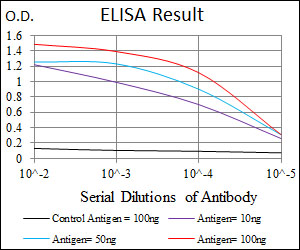 MELK Antibody - Red: Control Antigen (100ng); Purple: Antigen (10ng); Green: Antigen (50ng); Blue: Antigen (100ng);