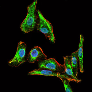 MELK Antibody - Immunofluorescence of HepG2 cells using MELK mouse monoclonal antibody (green). Blue: DRAQ5 fluorescent DNA dye. Red: Actin filaments have been labeled with Alexa Fluor-555 phalloidin.