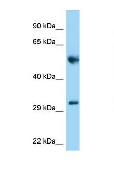 MEMO1 Antibody - MEMO1 antibody Western blot of Rat Brain lysate. Antibody concentration 1 ug/ml.  This image was taken for the unconjugated form of this product. Other forms have not been tested.