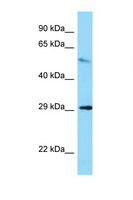 MEMO1 Antibody - MEMO1 antibody Western blot of Mouse Kidney lysate. Antibody concentration 1 ug/ml.  This image was taken for the unconjugated form of this product. Other forms have not been tested.