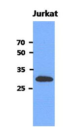 MEMO1 Antibody - Western Blot: The cell lysates of Jurkat (40 ug) were resolved by SDS-PAGE, transferred to PVDF membrane and probed with anti-human MEMO1 antibody (1:3000). Proteins were visualized using a goat anti-mouse secondary antibody conjugated to HRP and an ECL detection system.