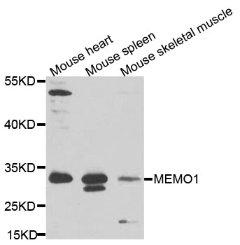 MEMO1 Antibody - Western blot analysis of extracts of various cells.