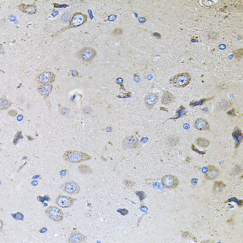 MEMO1 Antibody - Immunohistochemistry of paraffin-embedded rat brain tissue.